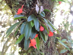 Cattleya coccinea