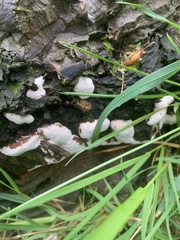 Basidiomycota