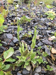 Arabis eschscholtziana