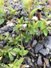 Arabis eschscholtziana