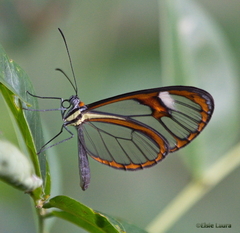 Ithomia agnosia zikani