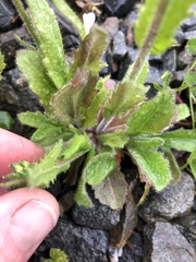 Arabis eschscholtziana