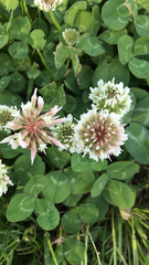 Trifolium repens