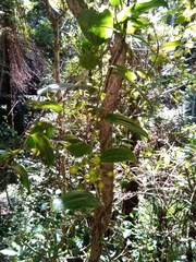 Smilax anceps