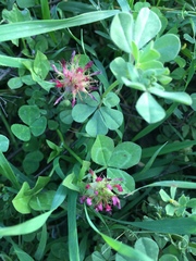 Trifolium spumosum