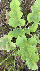 Arctium