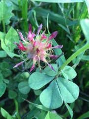Trifolium spumosum