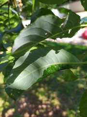 Euura leucosticta