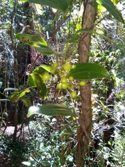 Smilax anceps