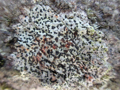 Rhizocarpon hochstetteri