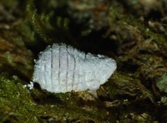 Coelostomidia zealandica