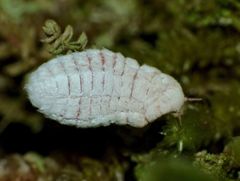 Coelostomidia zealandica
