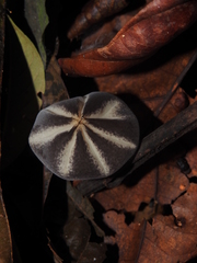 Marasmius griseoradiatus
