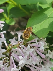 Bombylius mexicanus