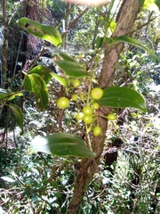 Smilax anceps
