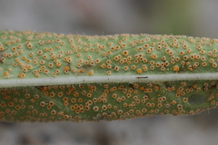 Puccinia pulverulenta
