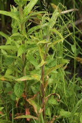 Puccinia pulverulenta