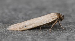 Holcocera immaculella