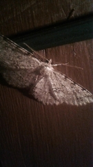 Aethalura intertexta