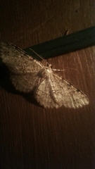 Aethalura intertexta