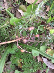Angiospermae