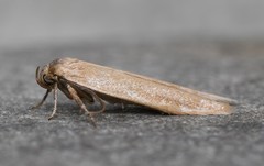 Holcocera immaculella