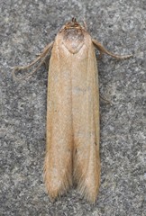 Holcocera immaculella