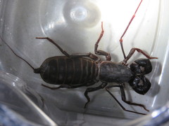 Mastigoproctus tohono