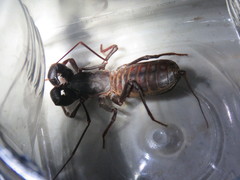 Mastigoproctus tohono