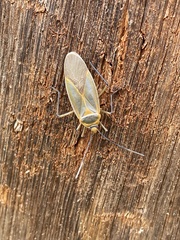 Dysdercus melanderes