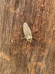 Dysdercus melanderes