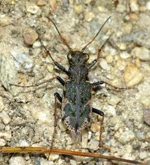 Neocicindela garnerae