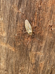 Dysdercus melanderes