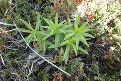 Lilium philadelphicum