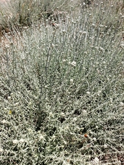 Achillea falcata
