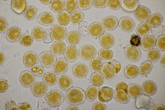 Puccinia pulverulenta