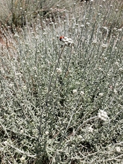 Achillea falcata