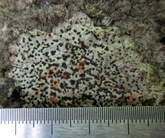 Rhizocarpon hochstetteri