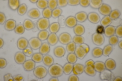 Puccinia pulverulenta