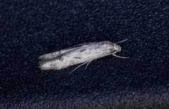Blastodacna bicristatella