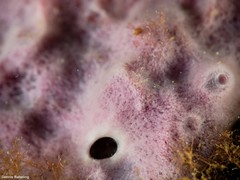 Haliclona fibulata
