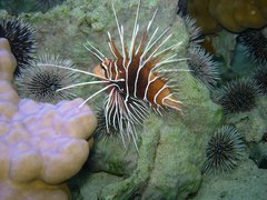 Pterois radiata