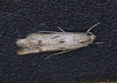 Blastodacna bicristatella