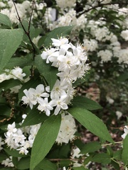 Deutzia gracilis