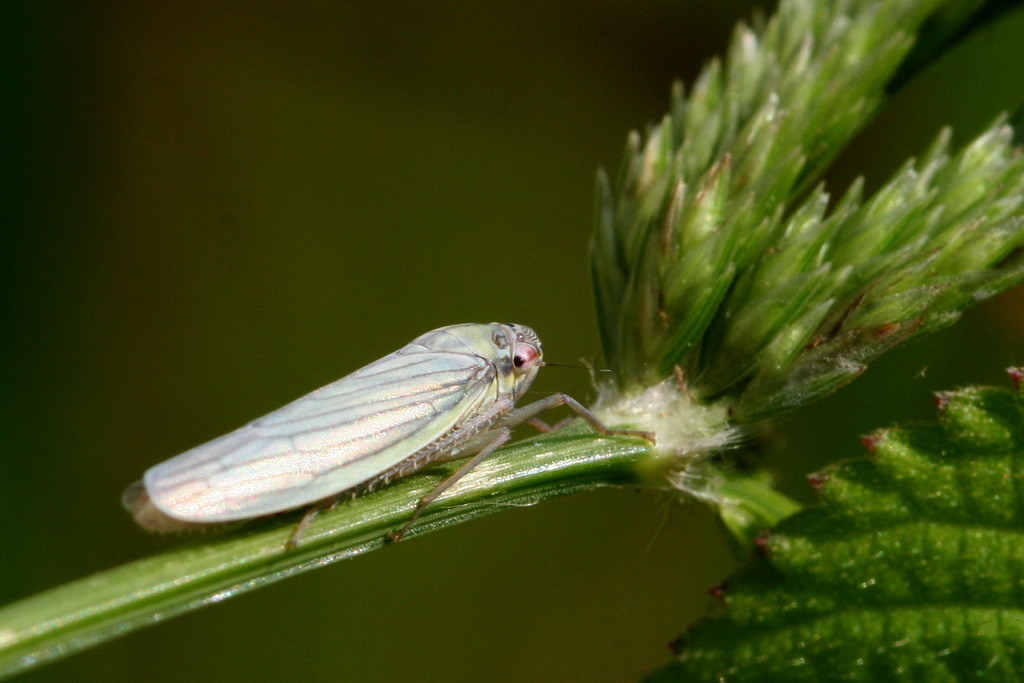 Cofana
