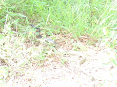 Chironius laevicollis