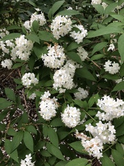 Deutzia gracilis