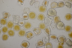 Puccinia pulverulenta