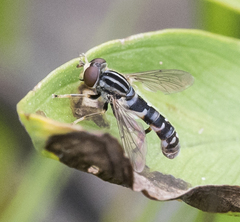 Anasimyia grisescens