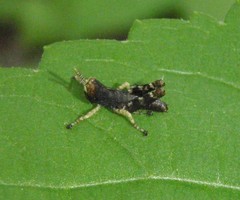 Melanoplus punctulatus